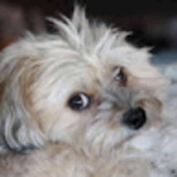 Meet your Posher, Susan - Picture 1 of 1